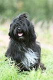 TERRIER DU TIBET 345